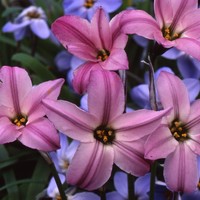 Ipheion uniflorum 'Charlotte Bishop' Photo: J. Ama